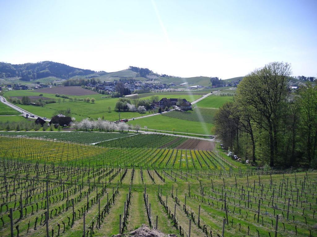 Ferienwohnung Am Weinberg Oberkirch  Buitenkant foto