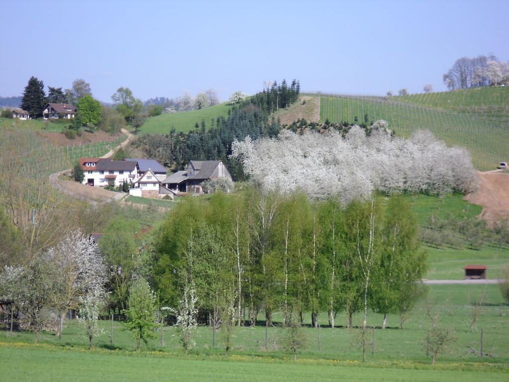 Ferienwohnung Am Weinberg Oberkirch  Buitenkant foto